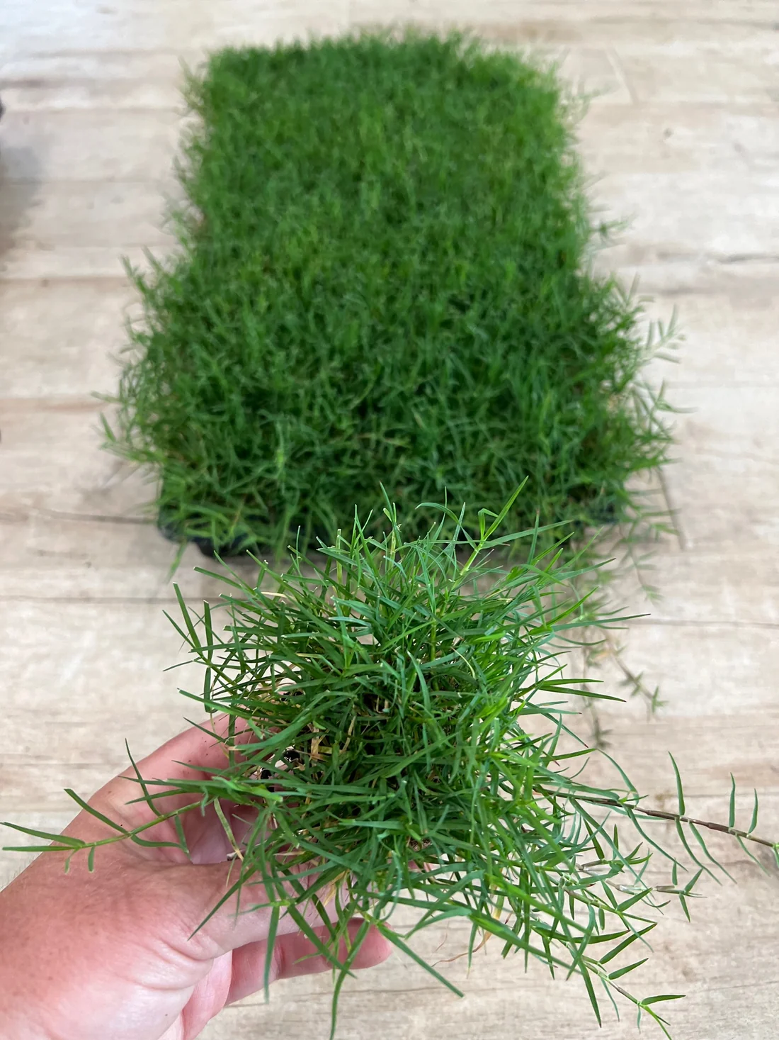 Bermuda Grass Sod