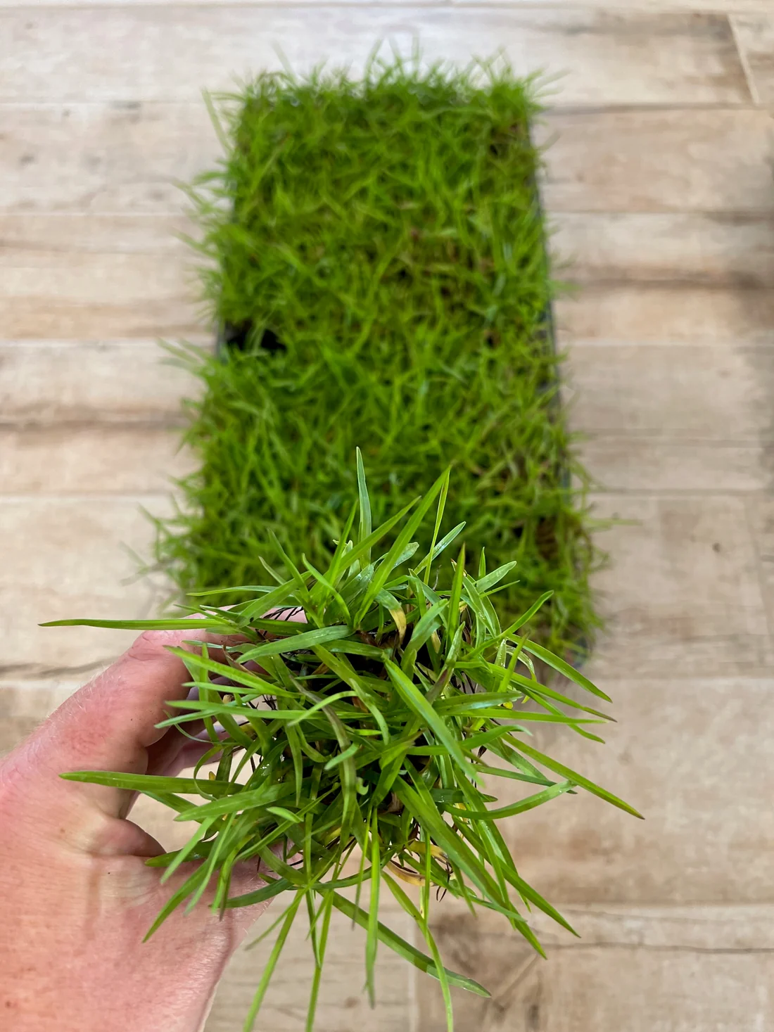 Centipede Grass Sod