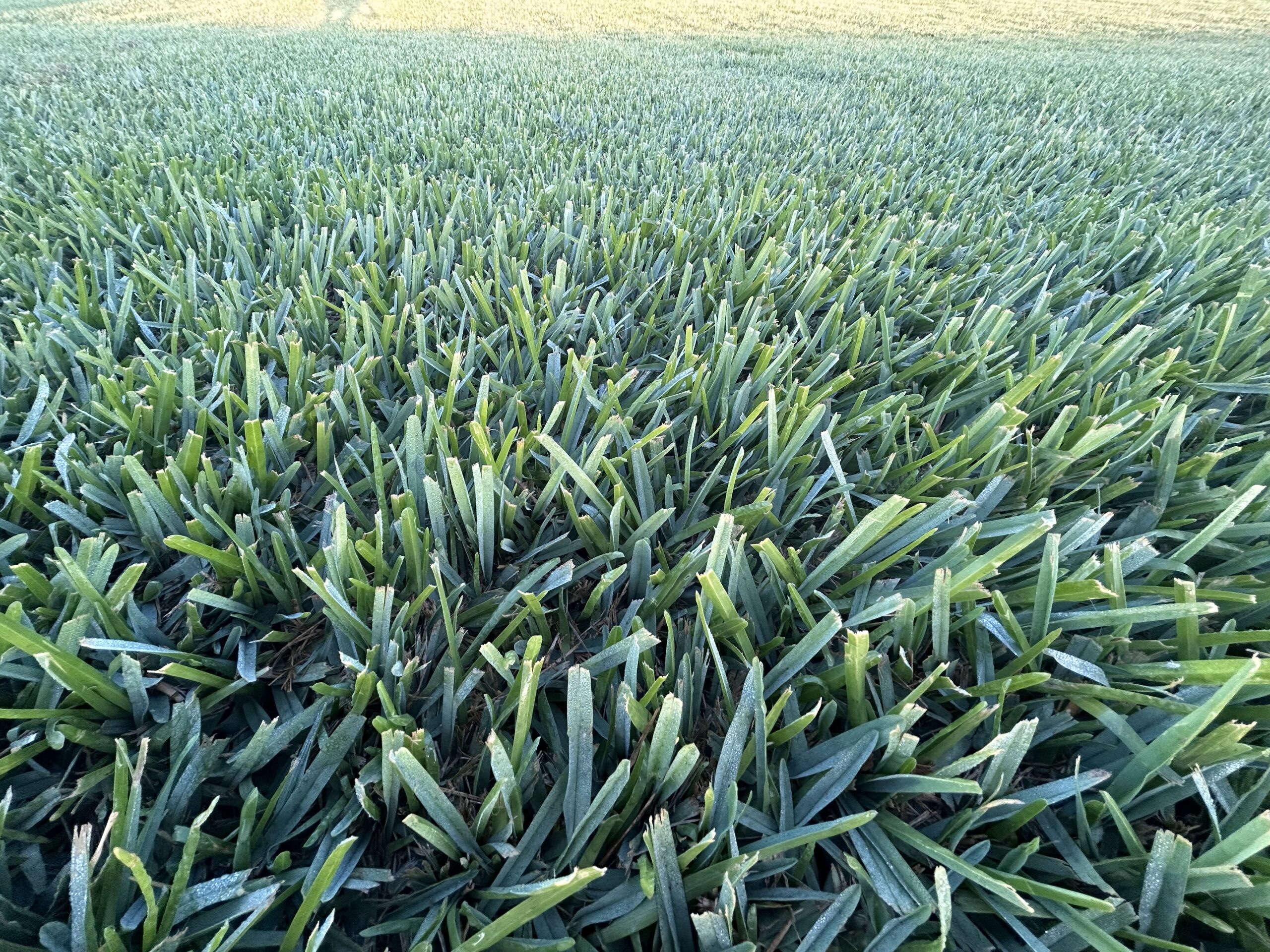 St. Augustine Grass Sod