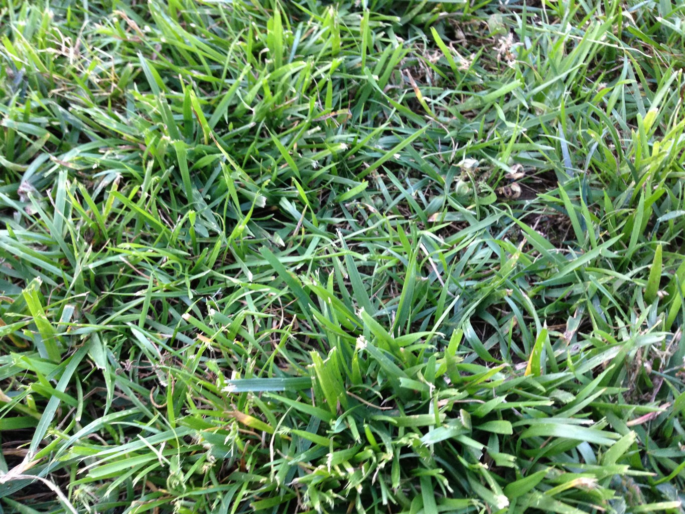 Tall Fescue Grass Sod