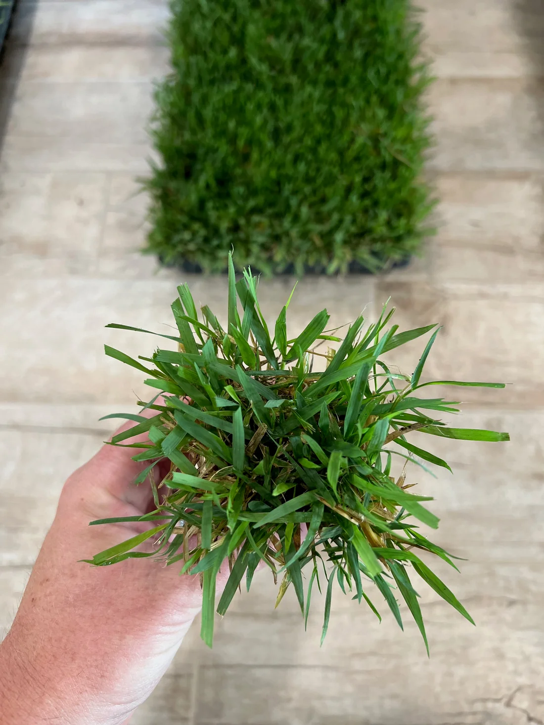 Zoysia Grass Sod